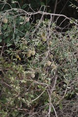 Diospyros dichrophylla