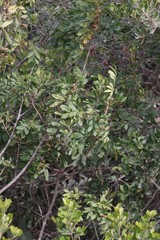 Hippobromus pauciflorus