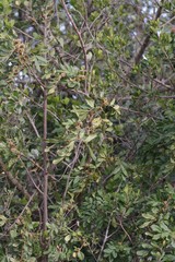 Hippobromus pauciflorus