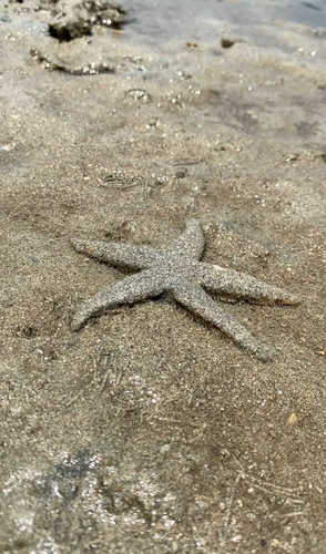 Indo-Pacific Sand Star