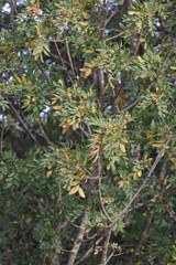 Hippobromus pauciflorus