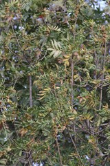 Hippobromus pauciflorus