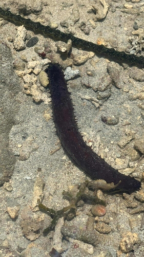 Black Sea Cucumber