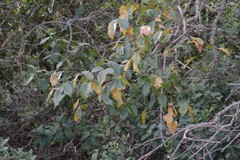 Searsia chirindensis