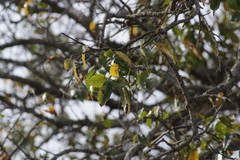 Searsia chirindensis