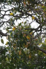 Searsia chirindensis