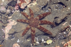 Coscinasterias acutispina