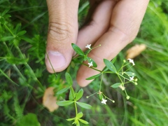 Galium elongatum