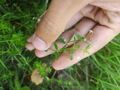 Galium elongatum
