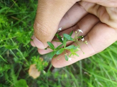 Galium elongatum
