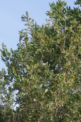 Hippobromus pauciflorus