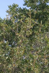 Hippobromus pauciflorus