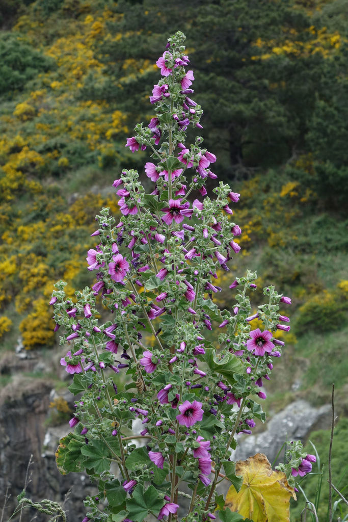 Tree Mallow from Osborne 9081, New Zealand on November 06, 2019 at 12: ...