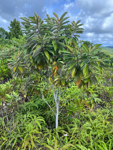Alphitonia carolinensis observed 2025-08-25