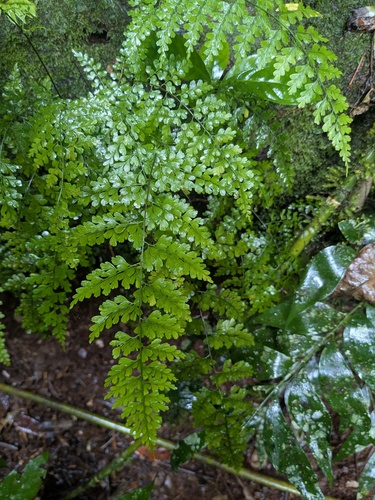 Asplenium laserpitiifolium iNat (1)