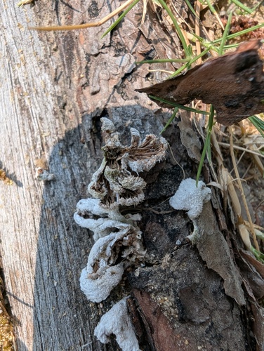 Schizophyllum commune