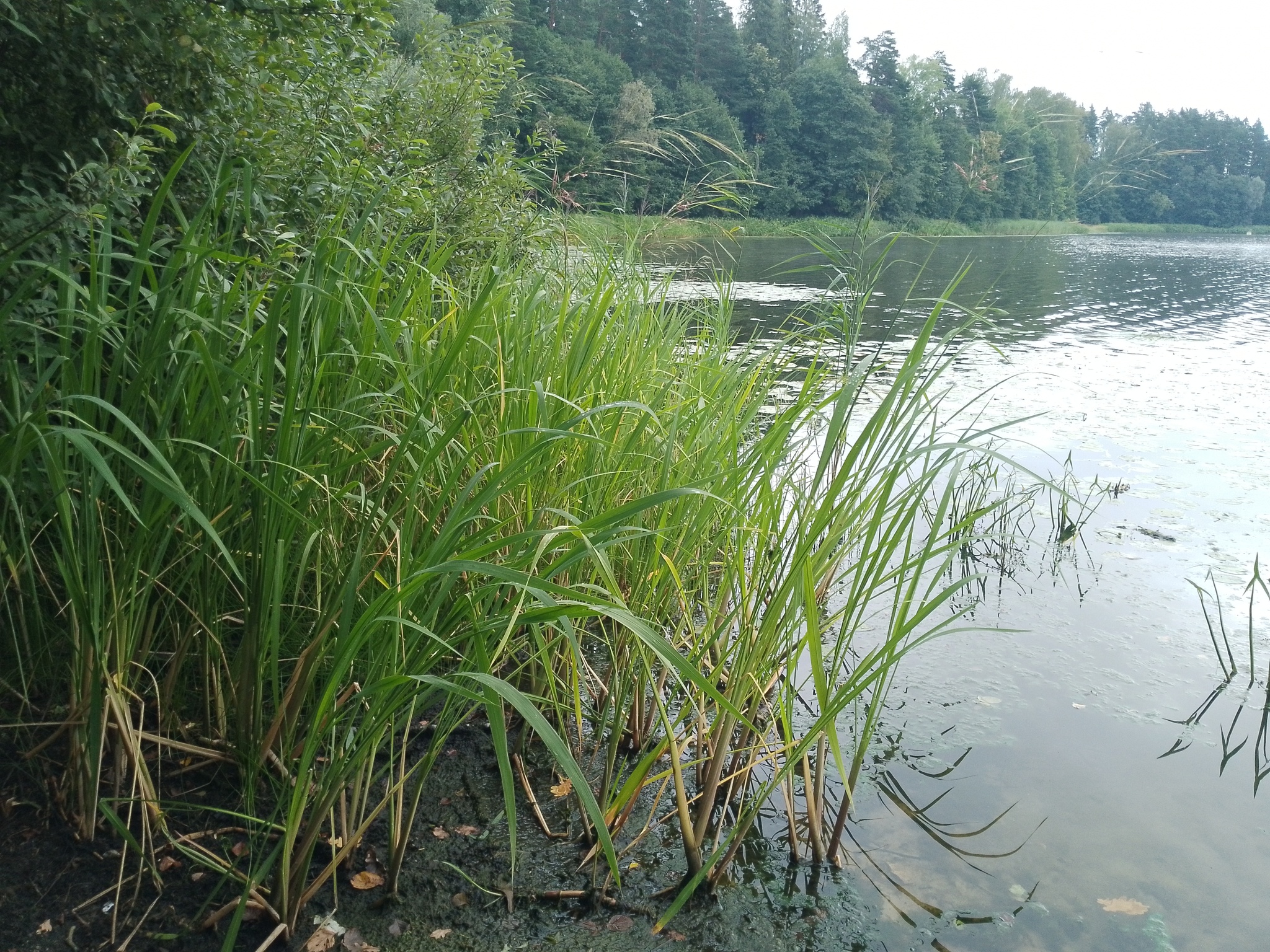 Manchurian Wild Rice (Zizania latifolia)