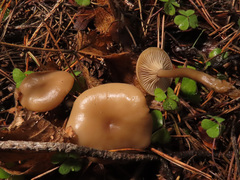 Clitocybe metachroa