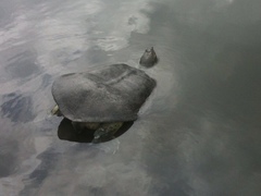 Apalone spinifera guadalupensis