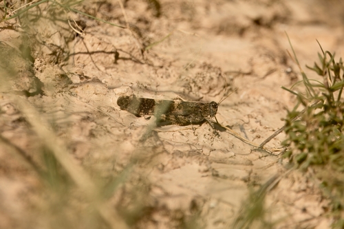 Bryodemacris uvarovi