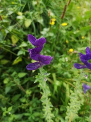 Salvia viridis