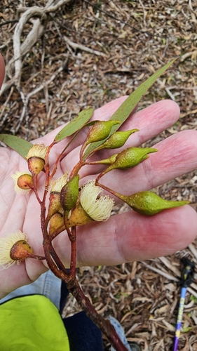 White ironbark (Eucalyptus leucoxylon)