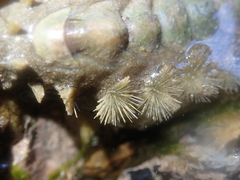 Acanthochitona zelandica