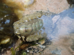 Acanthochitona zelandica