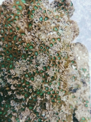 Anthopleura dixoniana