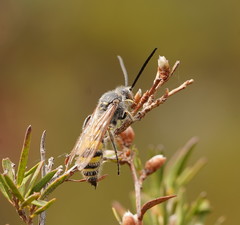 Radumeris tasmaniensis