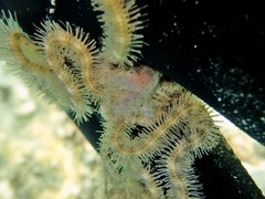 Macrophiothrix