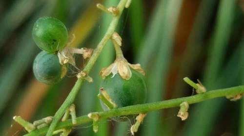Representative image of Liriope