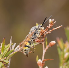 Radumeris tasmaniensis