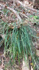 Liriope graminifolia