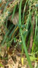 Liriope graminifolia