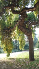 Styphnolobium japonicum