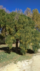 Styphnolobium japonicum