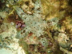 Asteropsis carinifera