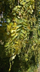 Styphnolobium japonicum