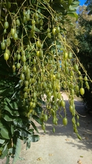 Styphnolobium japonicum