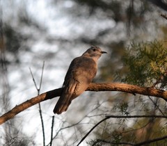 Cacomantis variolosus