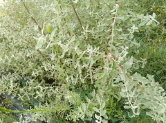 Buddleja scordioides