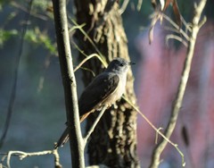 Cacomantis variolosus