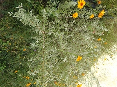 Buddleja scordioides