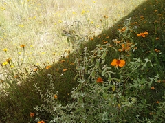 Buddleja scordioides