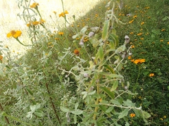 Buddleja scordioides
