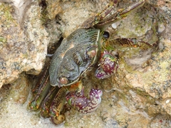 Grapsus albolineatus