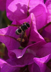 Pachodynerus californicus