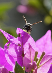 Pachodynerus californicus