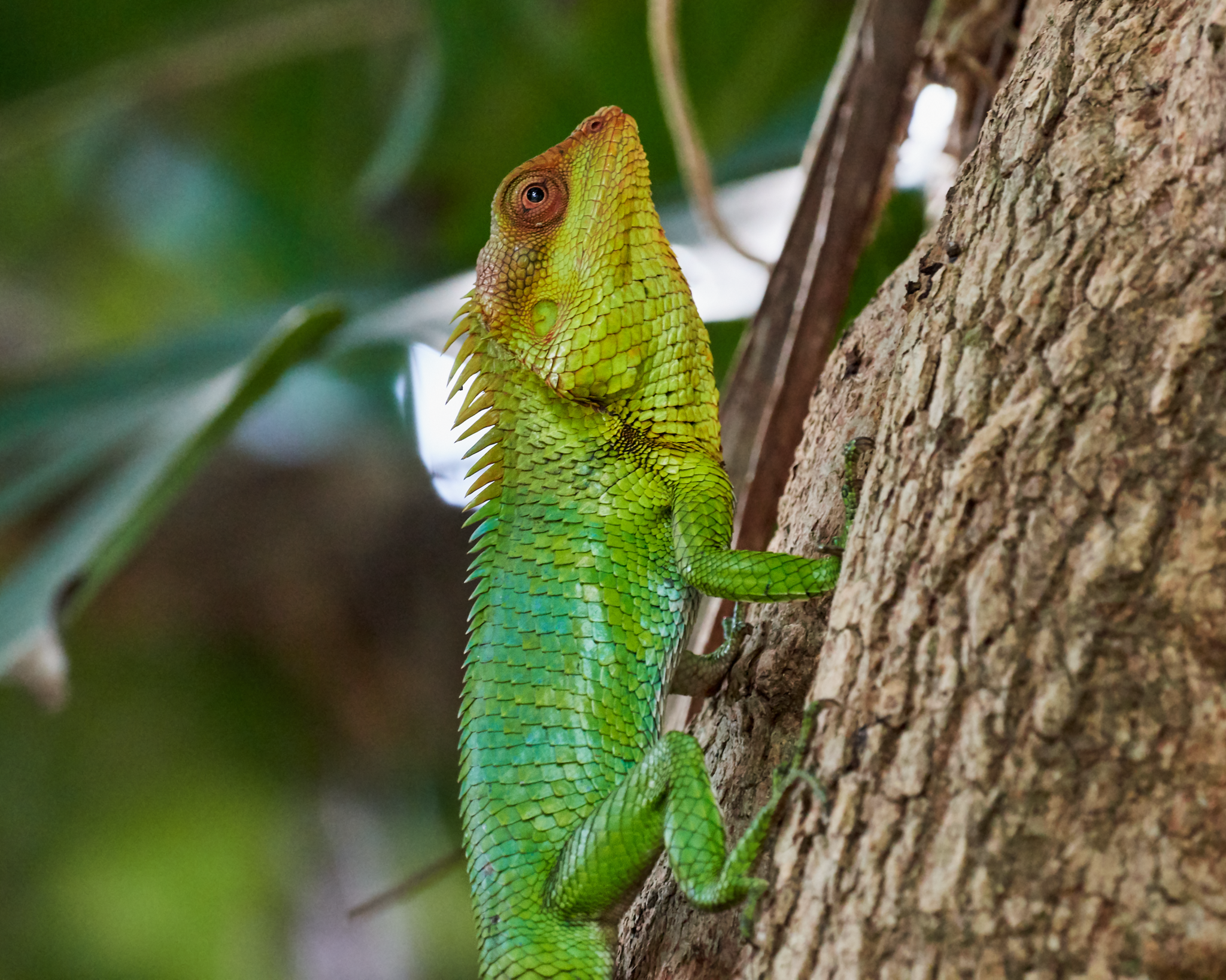 Nilgiri Forest Lizard (Calotes nemoricola) · iNaturalist